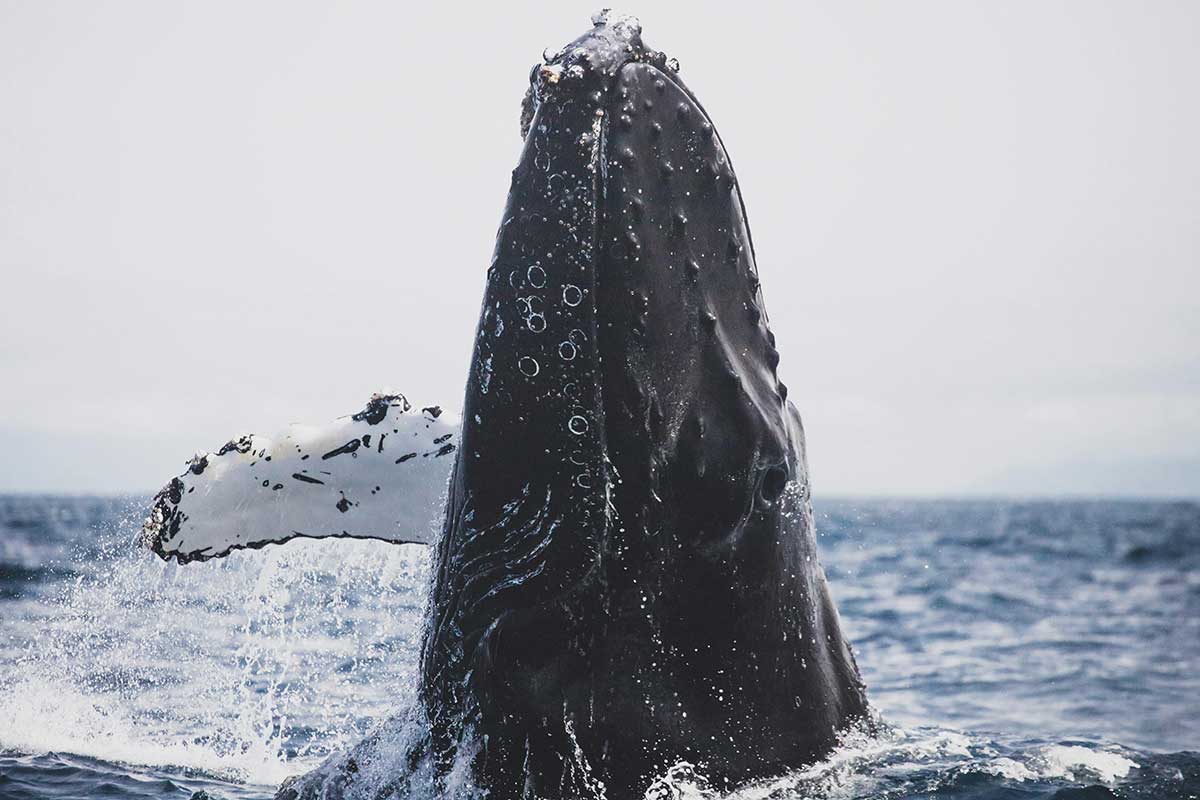 baleine a bosse reunion 974