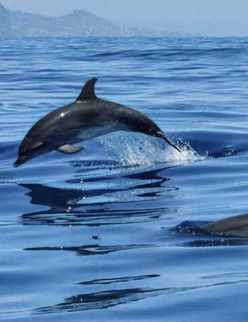 excursion bateau dauphin
