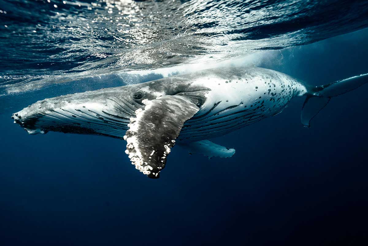 baleine 974 reunion