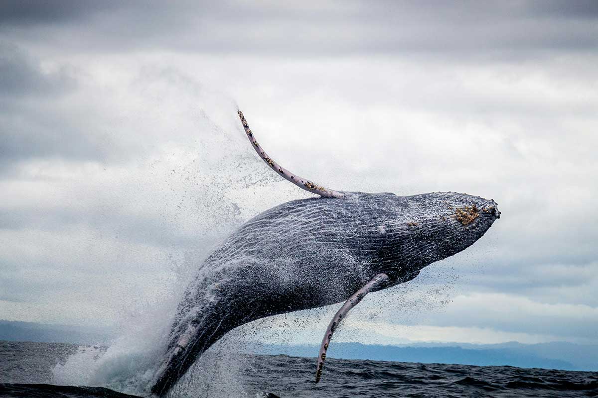 baleine reunion st gilles
