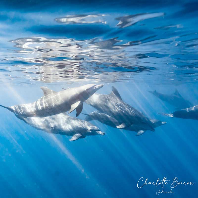 sortie-bateau-dauphins-reunion sortie bateau dauphins reunion